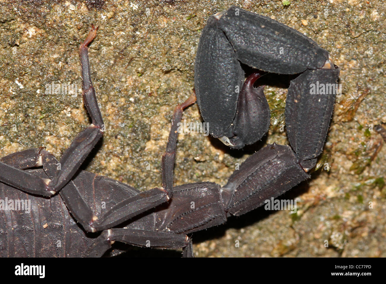 Un scorpion mortel dans l'Amazonie péruvienne Banque D'Images