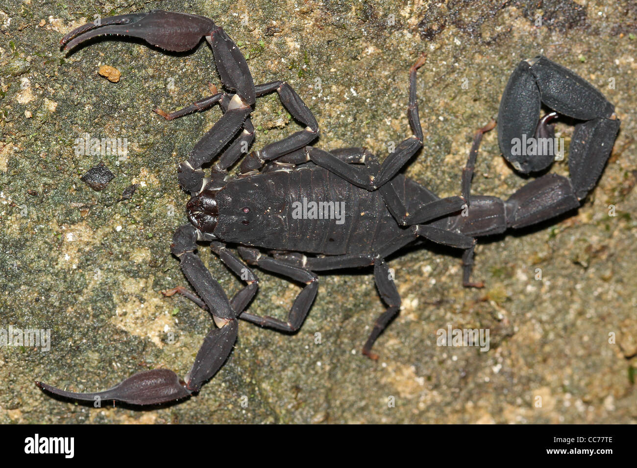 Un scorpion mortel dans l'Amazonie péruvienne Banque D'Images