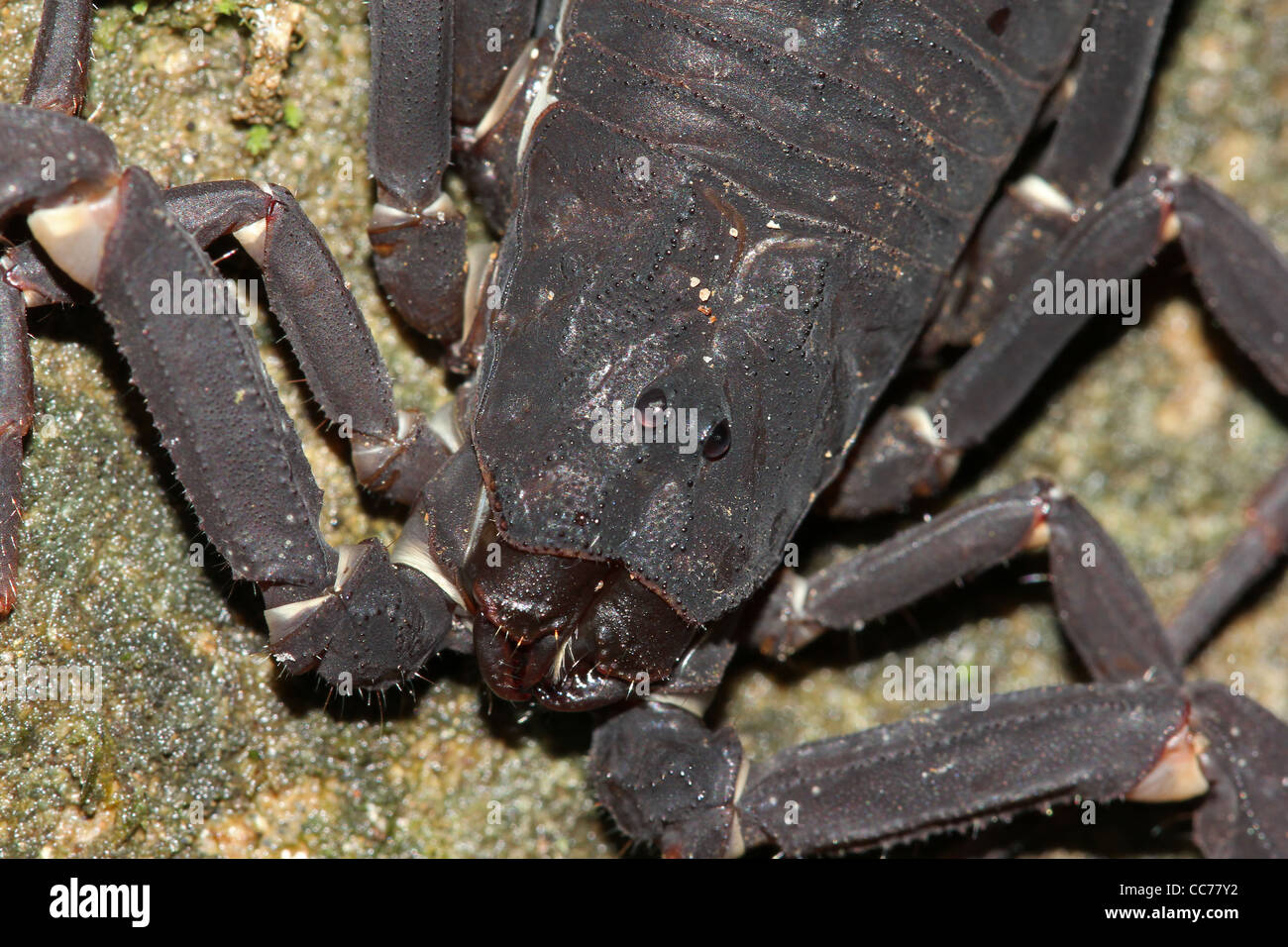 Un scorpion mortel dans l'Amazonie péruvienne Banque D'Images