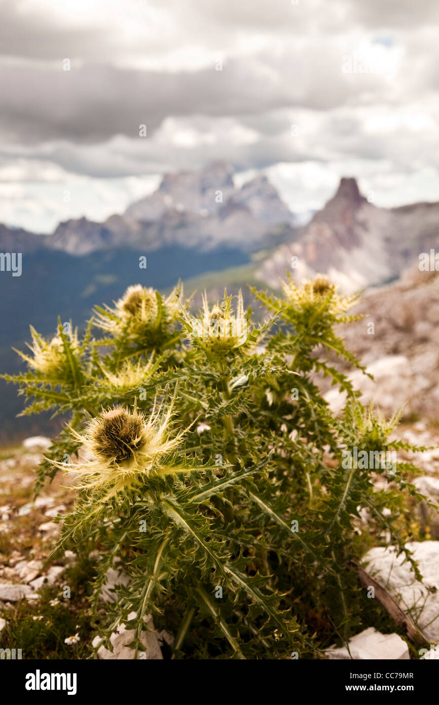 Chardon sauvage avec une vue sur la montagne de Croda da Lago dans l'arrière-plan, Cortina d'Ampezzo, Veneto, Italie du Nord Banque D'Images