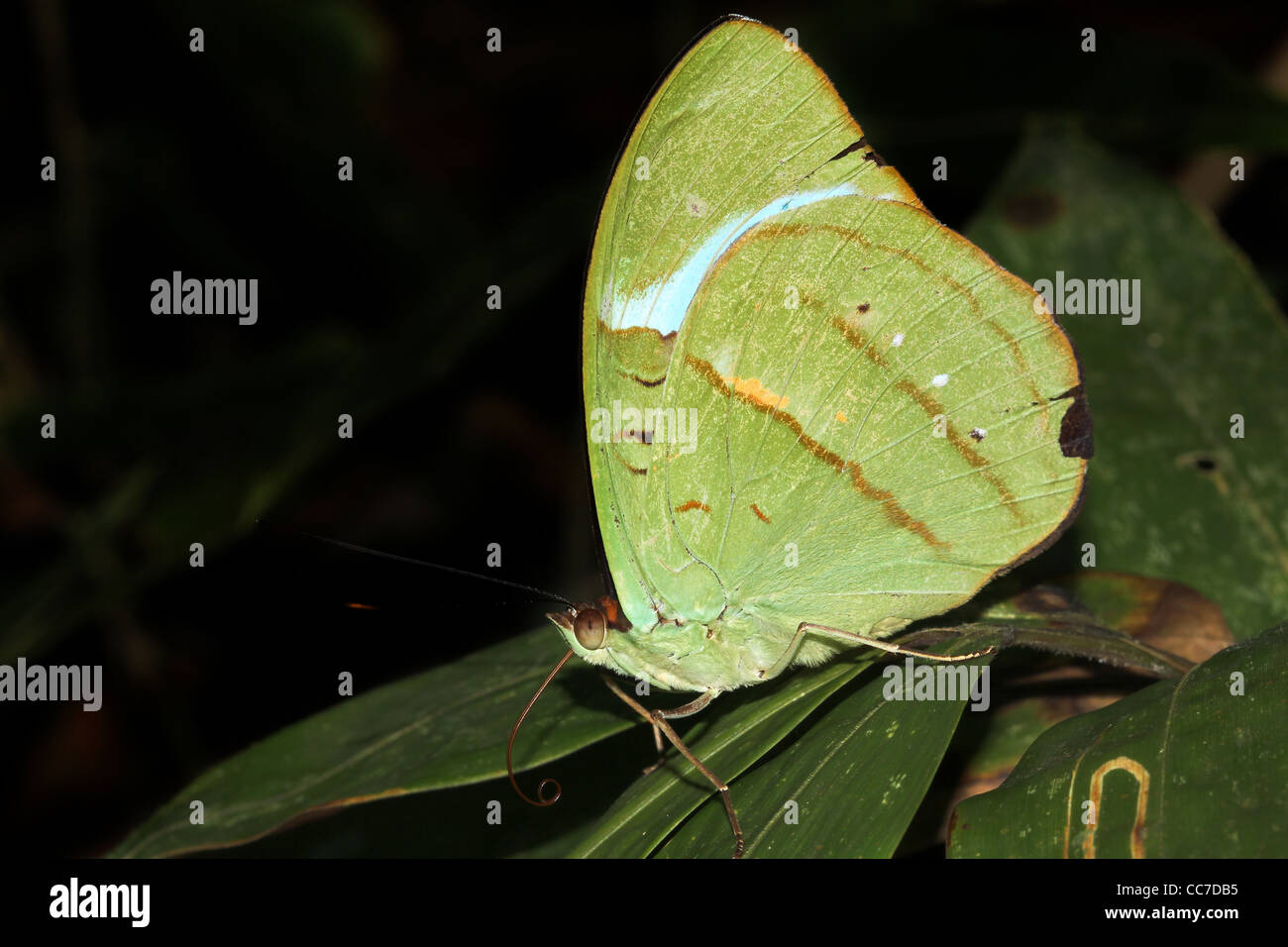 Un beau papillon en Amazonie péruvienne (imitant une feuille) isolés sur noir avec beaucoup d'espace pour le texte Banque D'Images