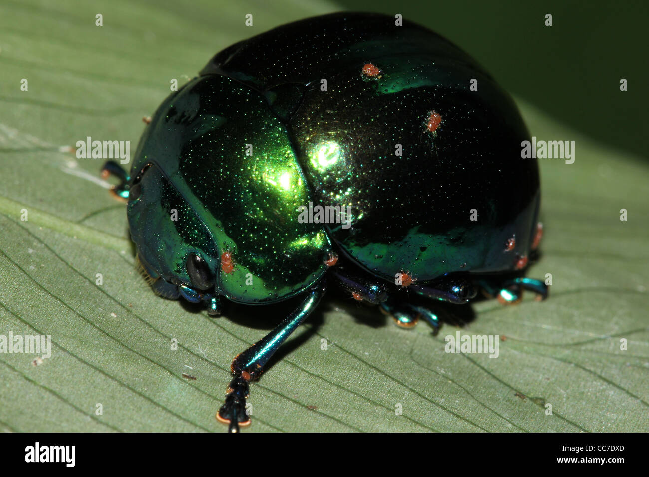 Un coléoptère brillant rouge avec de petits parasites dans l'Amazonie péruvienne Banque D'Images