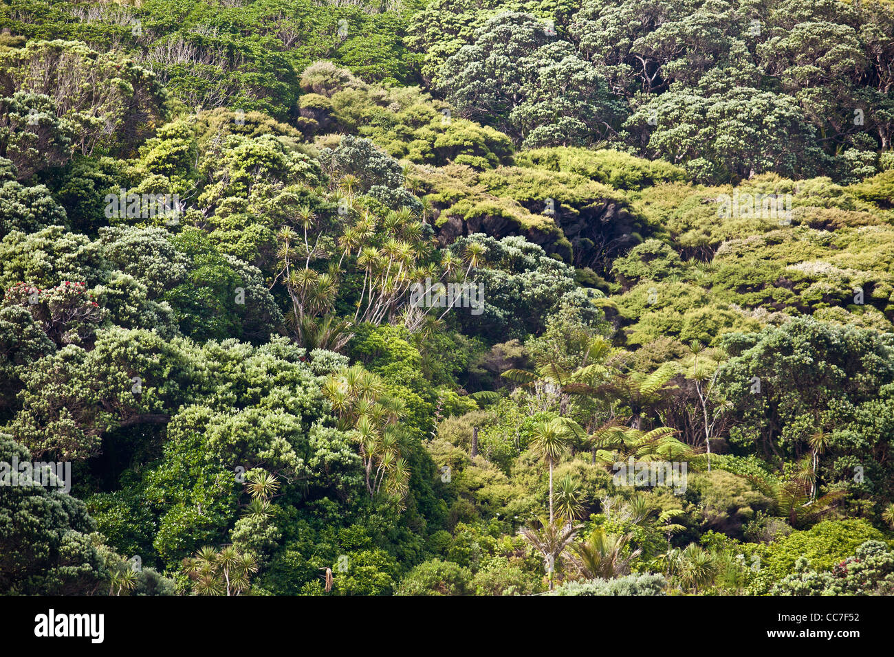Nouvelle-zélande sauvage forêt de l'arbre de thé et d'une repousse de kauri Waitakere Ranges national park Auckland New Zealand North Island Banque D'Images