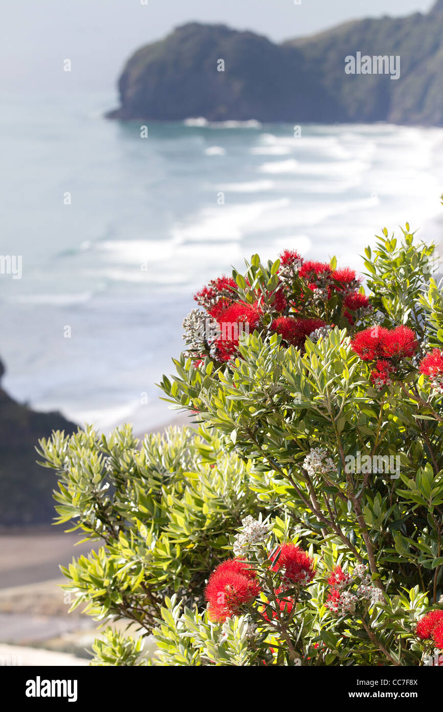 Piha beach Pohutukawa arbre de Noël fleurs aériennes Nouvelle-zélande waitakere ranges île du nord Auckland northland Banque D'Images