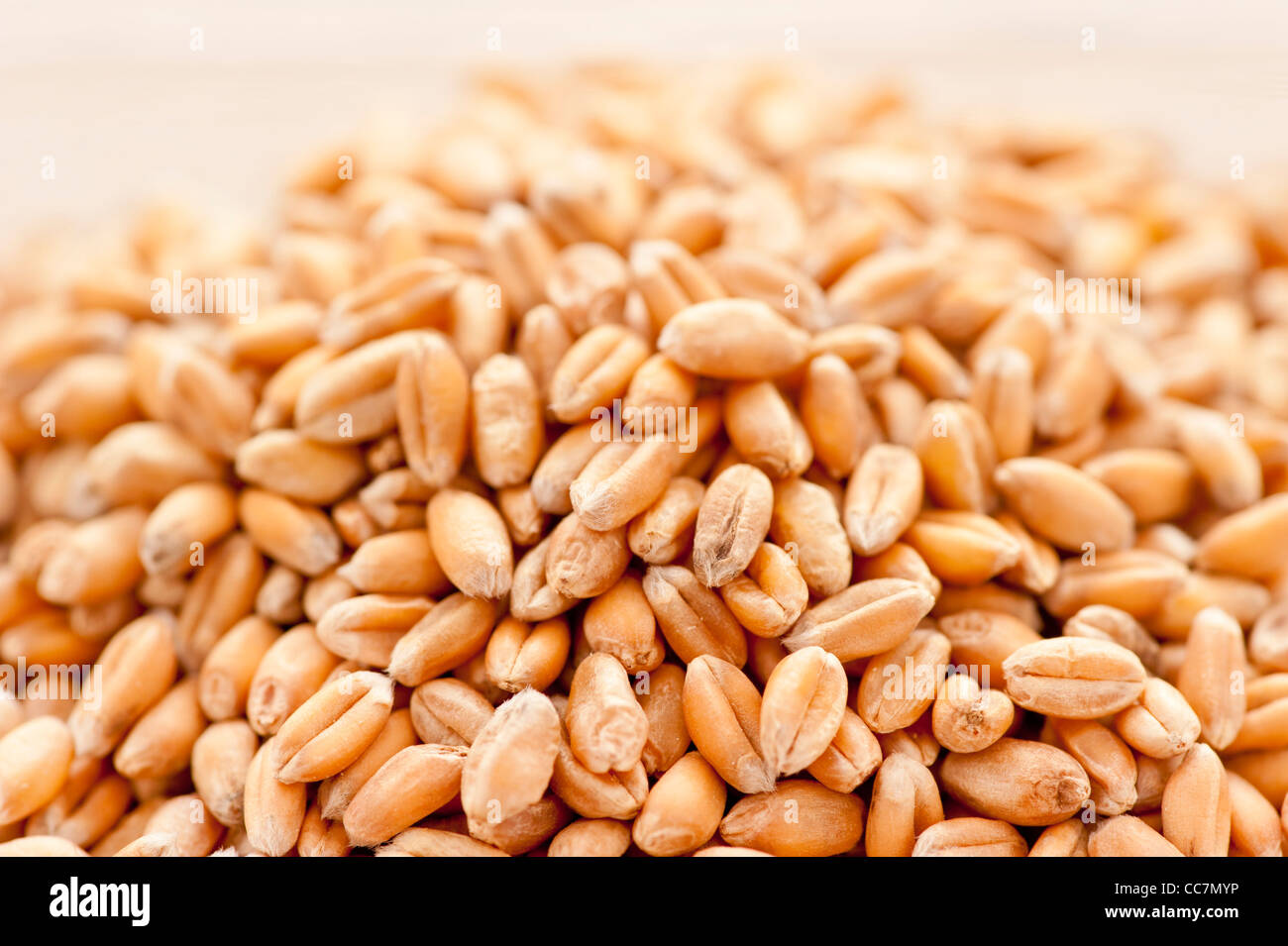 Close up de grains de blé biologique Banque D'Images