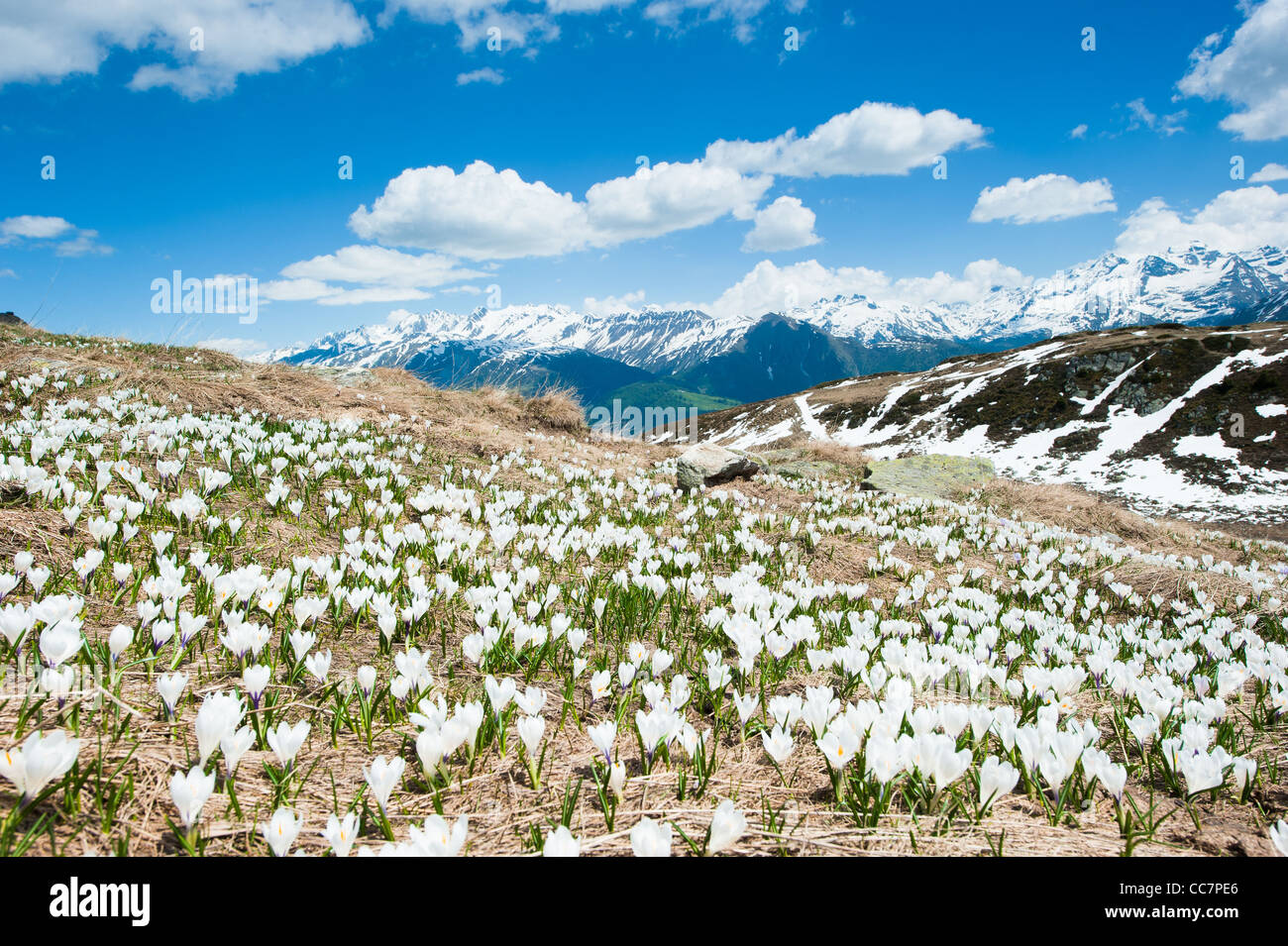 Fleurs en fleurs sur une prairie alpine avec des montagnes en arrière-plan à Fiesch, Valais Suisse Banque D'Images