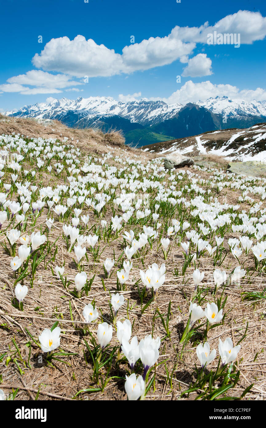 Fleurs en fleurs sur une prairie alpine avec des montagnes en arrière-plan à Fiesch, Valais Suisse Banque D'Images