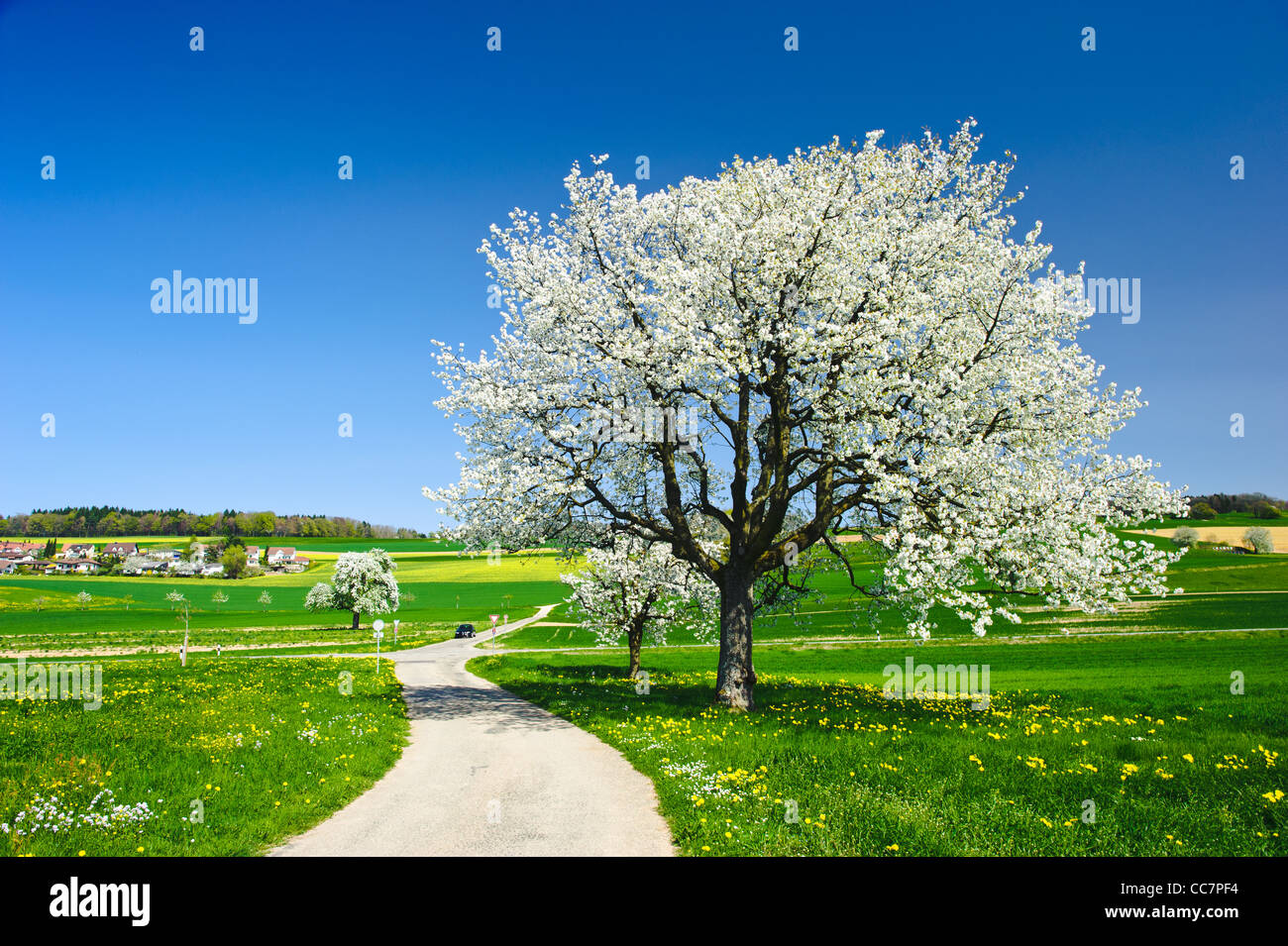 Les arbres en fleurs au printemps sur champ vert. Banque D'Images