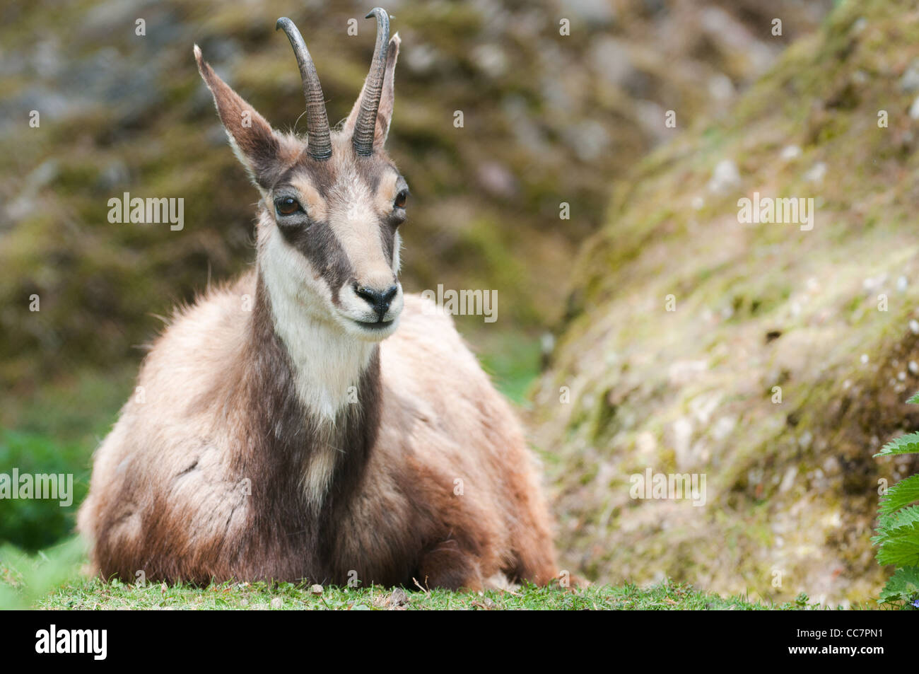Chamois (Rupicapra rupicapra) lat. Banque D'Images