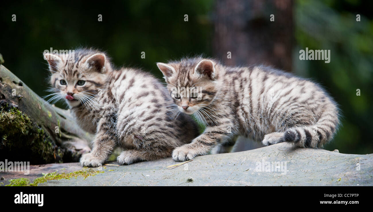 Wildcat mignon bébé (lat. Felis silvestris) Banque D'Images