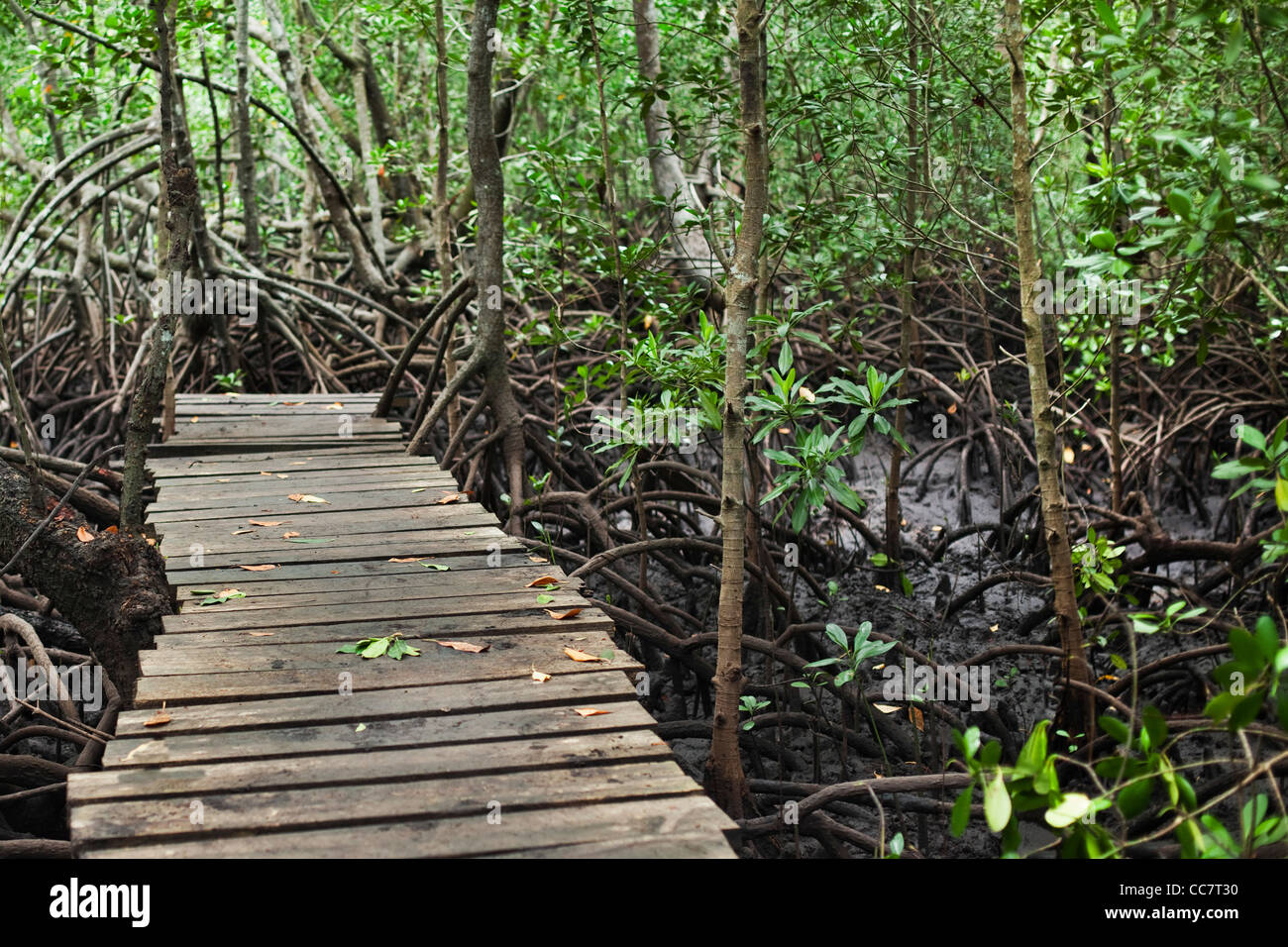 À pied de la forêt, mangrove, Zanzibar, Tanzanie Banque D'Images