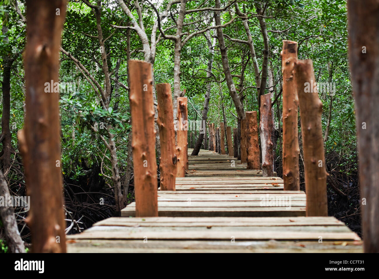 À pied de la forêt, mangrove, Zanzibar, Tanzanie Banque D'Images