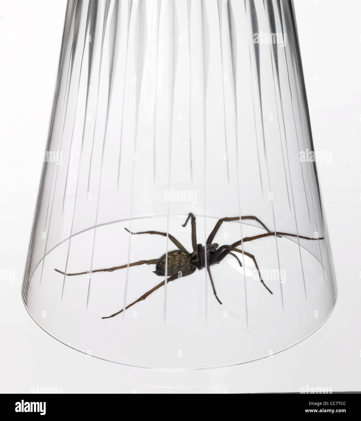 La photographie de studio d'une araignée pris avec un verre à boire, à dos blanc Banque D'Images