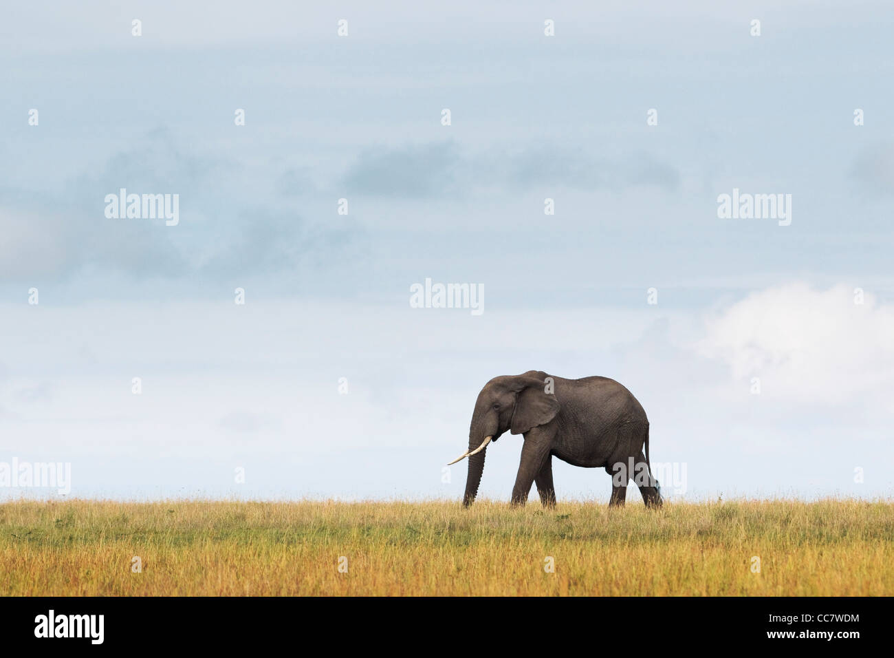 L'éléphant africain, Masai Mara National Reserve, Kenya Banque D'Images