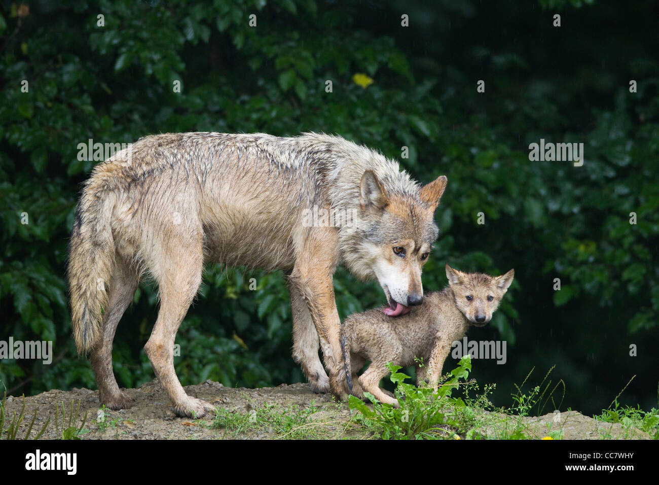 Les loups du bois en réserve de chasse, Bavière, Allemagne Banque D'Images