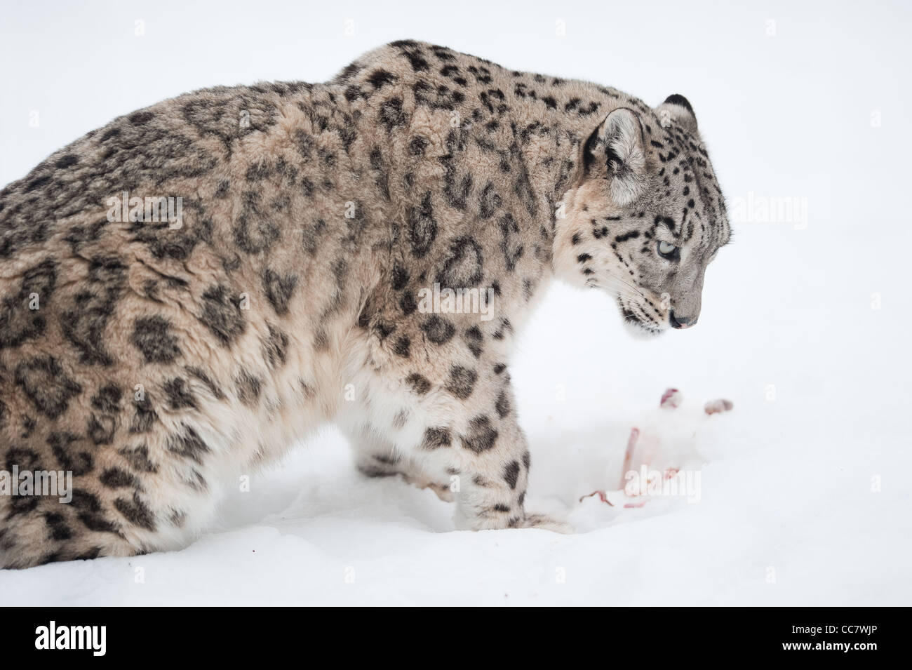 Snow Leopard (lat. Uncia uncia) avec sa proie dans la neige Banque D'Images