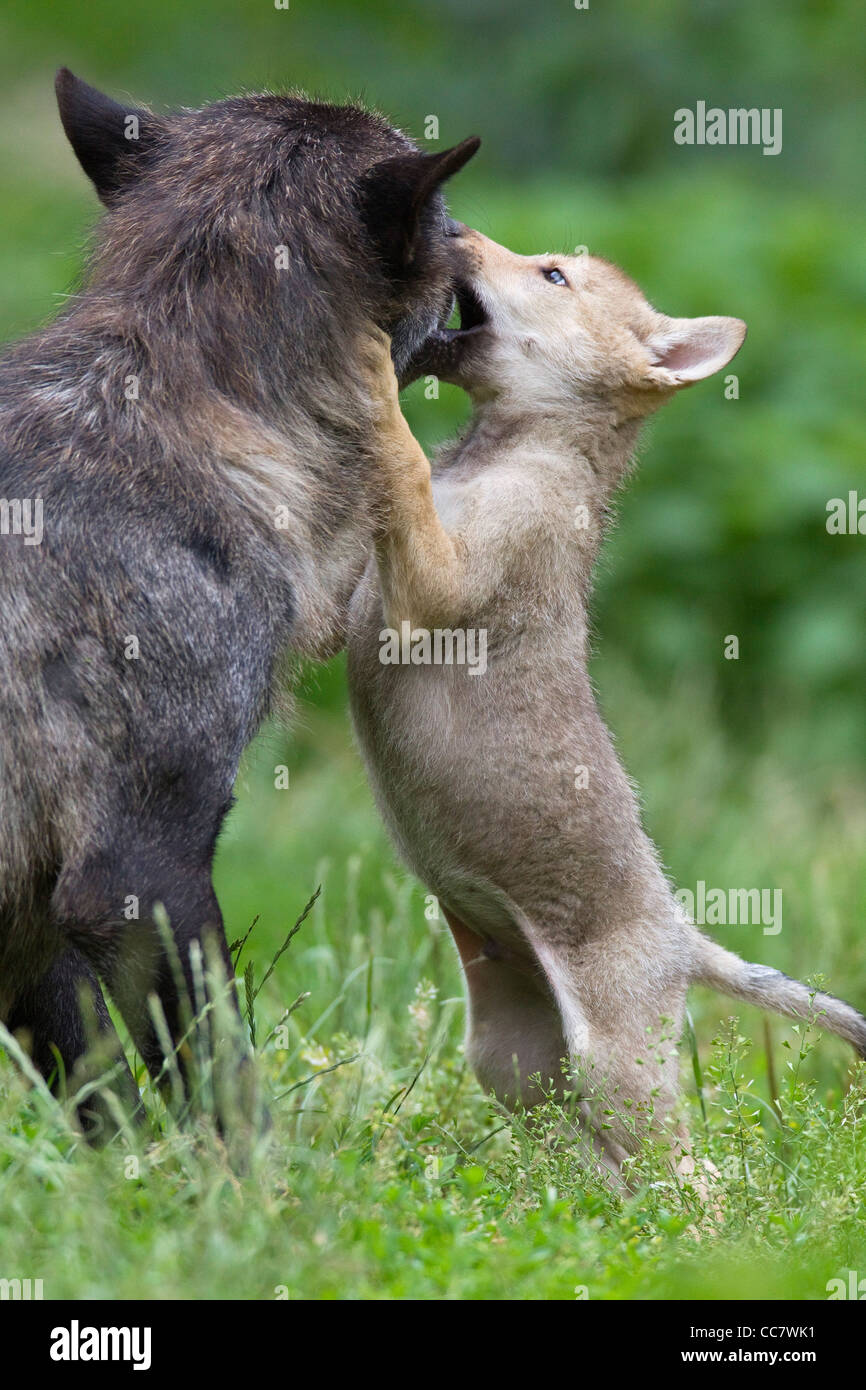 Les loups du bois en réserve de chasse, Bavière, Allemagne Banque D'Images