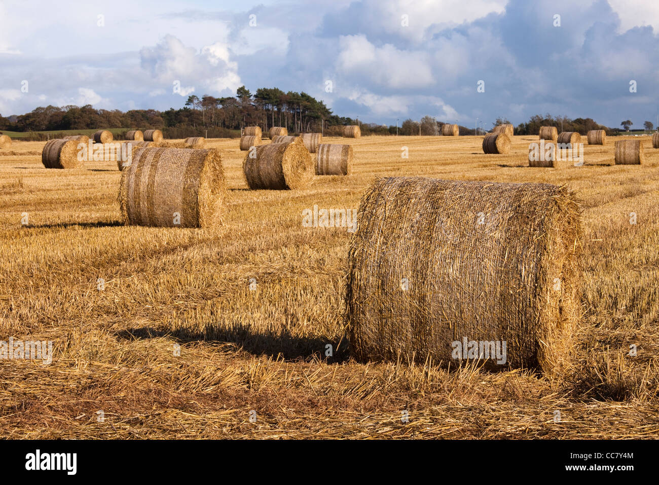 Balles de blé récoltées et cultivées, préparé pour l'hiver, Ayrshire, Scotland, UK, Grande-Bretagne Banque D'Images