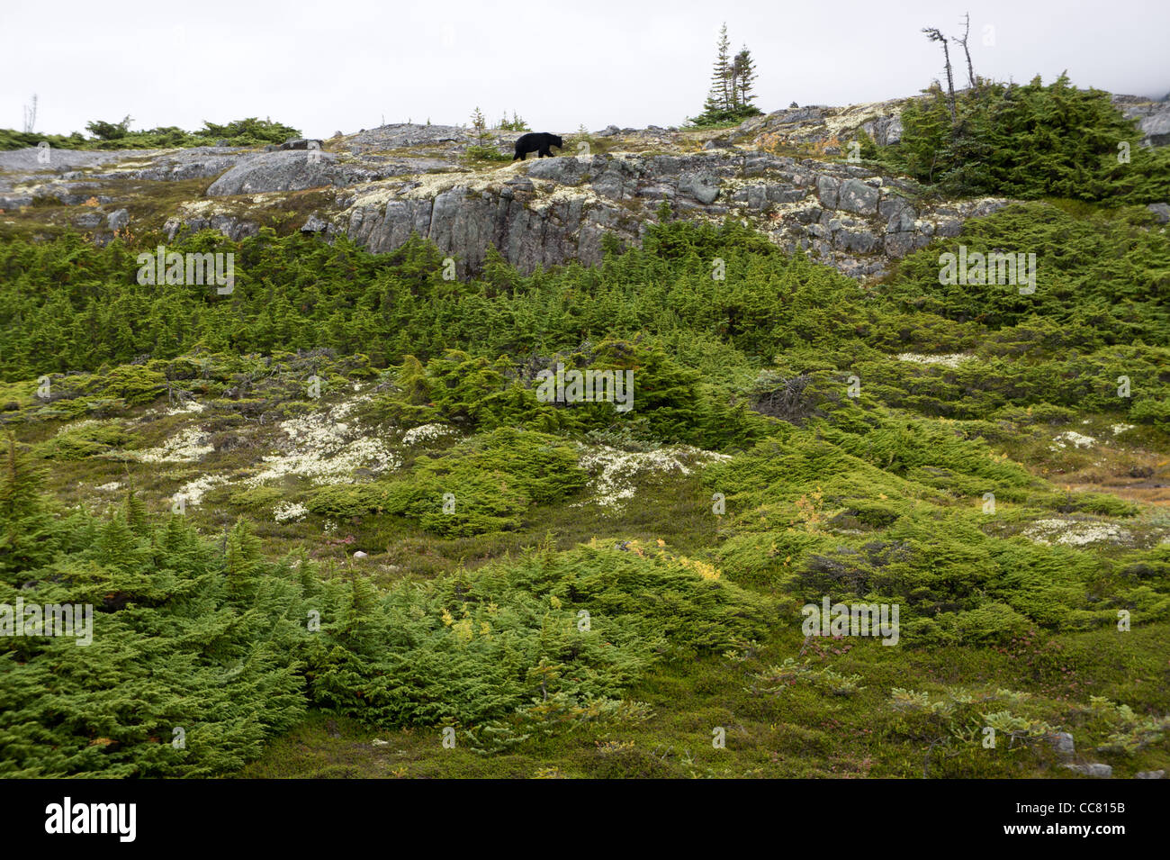 L'ours noir en col blanc au-dessus de paysage Skagway (Alaska) Banque D'Images