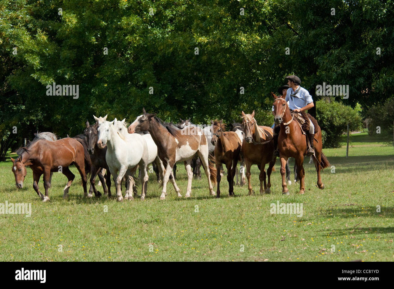 L'ARGENTINE, Buenos Aires, San Antonio de Areco. L'estancia el ombu de Areco, gaucho traditionnelle avec ses chevaux. Banque D'Images