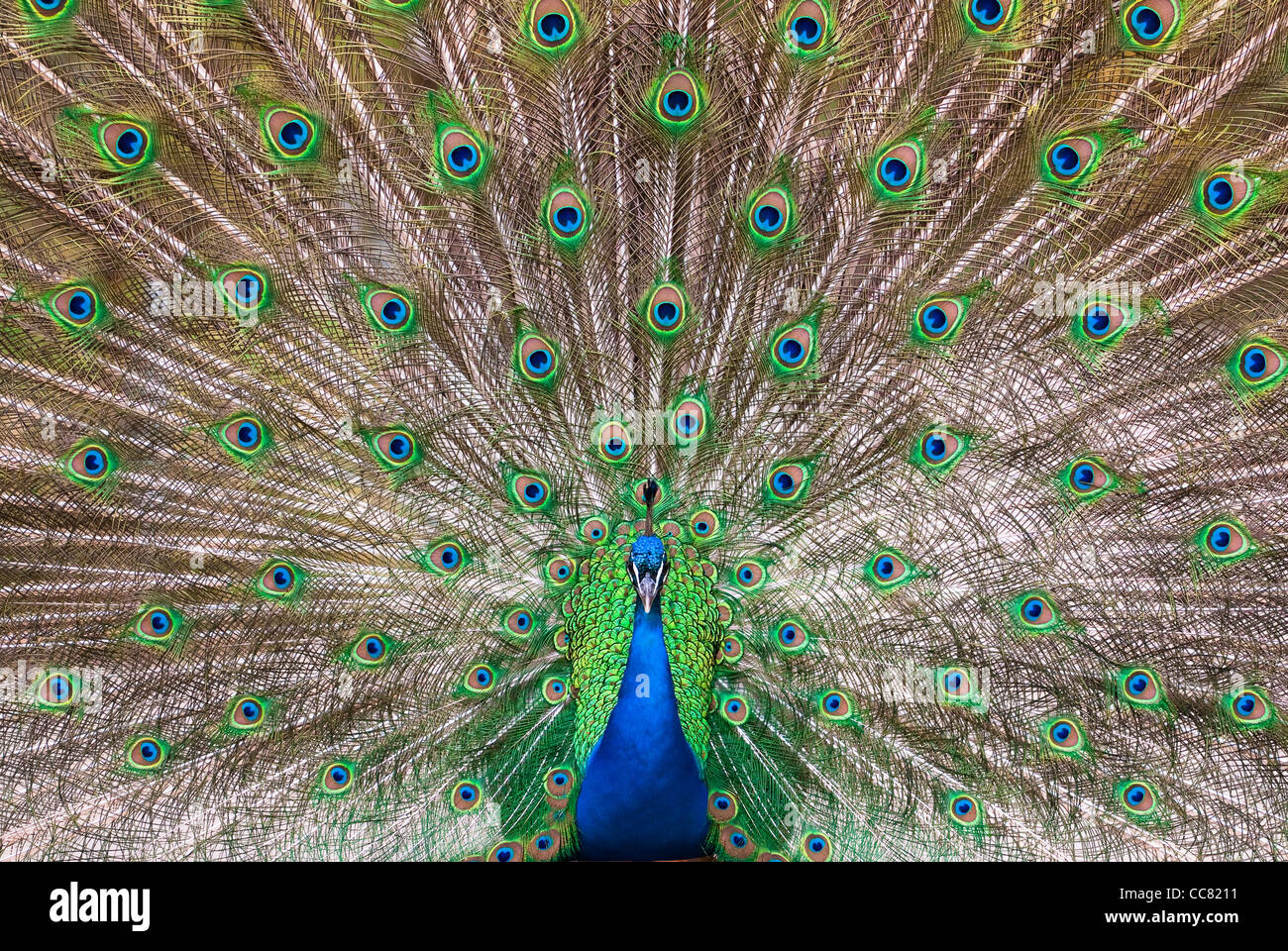 Vue centrale d'un Indien de sexe masculin de paons (lat. Pavo cristatus) plumage Banque D'Images