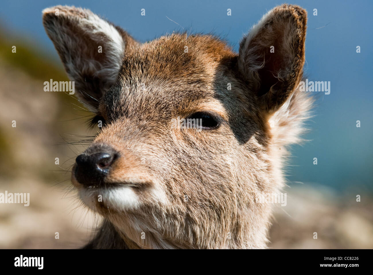 Le cerf sika fawn (lat. Cervus nippon), l'accent est mis sur les yeux Banque D'Images
