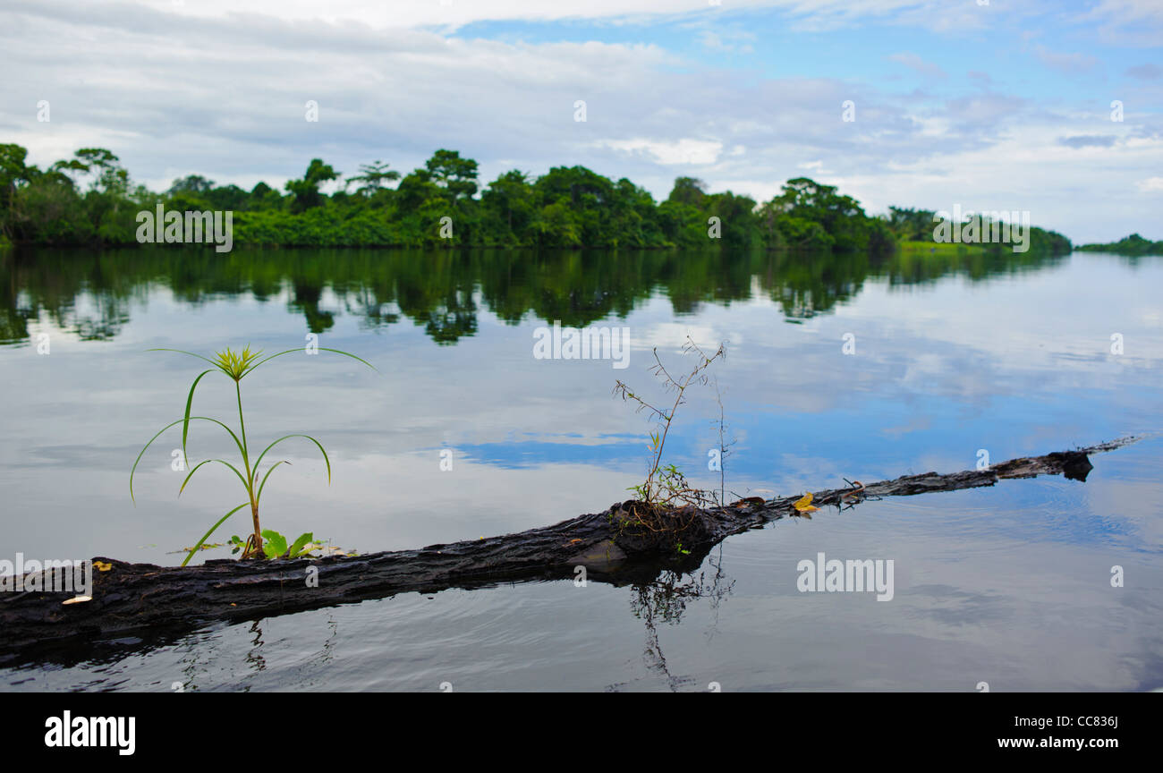 Connectez-vous avec des plantes flottantes sur Rio Cuero à Cuero et Salado Wildlife Refuge Honduras Banque D'Images