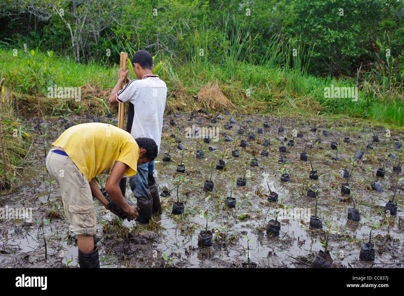 Le reboisement des mangroves cuero et salado wildlife refuge Banque D'Images