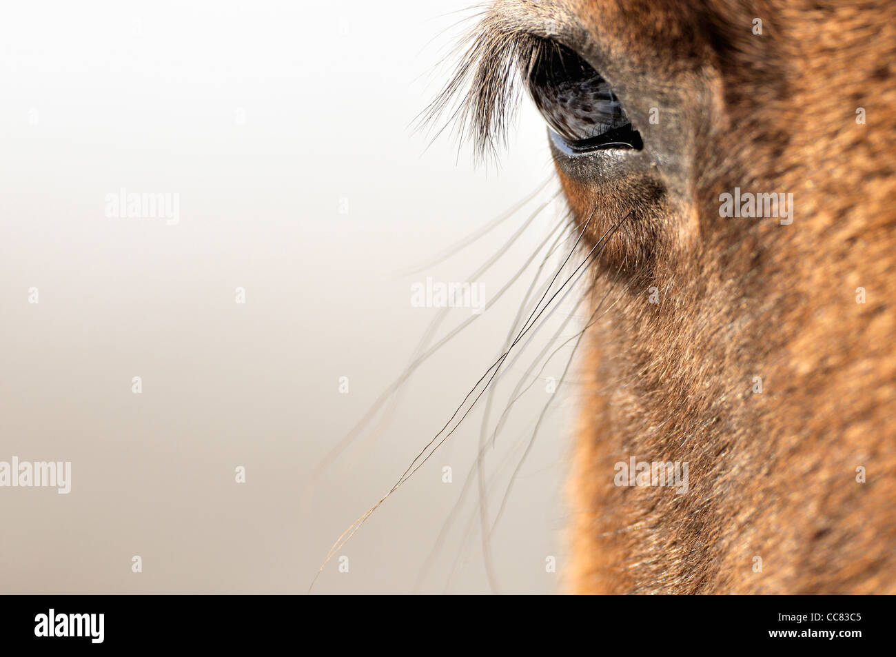Close-up de l'œil et de cils Konik Polonais / cheval sauvage cheval primitif Banque D'Images