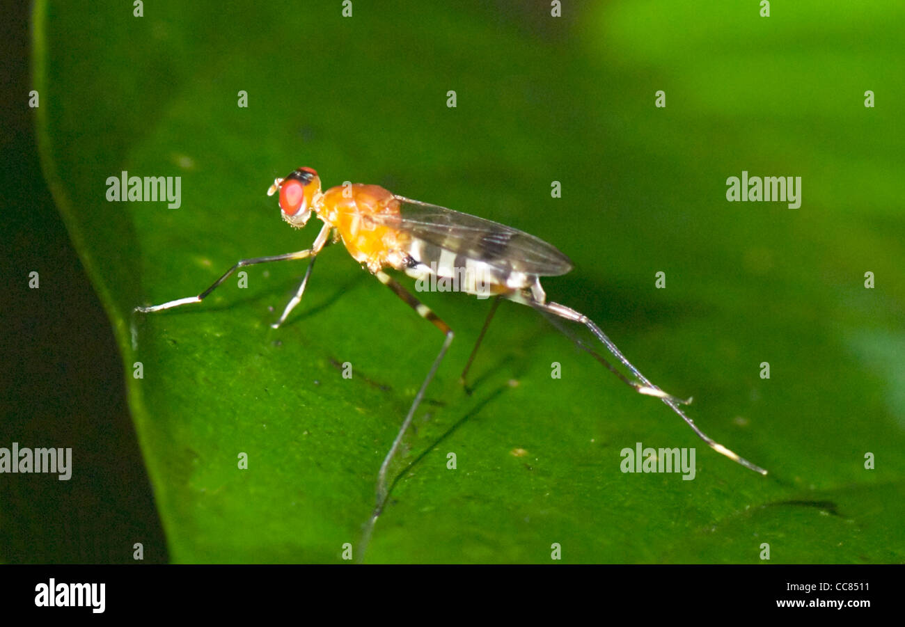 Micropezid Fly, Costa Rica Banque D'Images