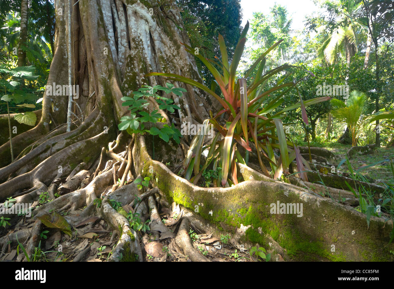 Strangler Figtree Péninsule d'Osa Costa Rica Banque D'Images