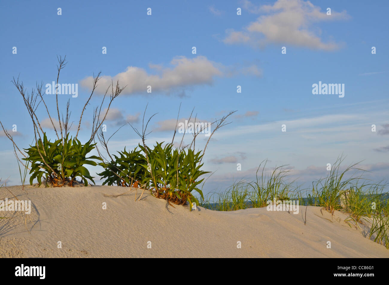 Dunes de sable et d'herbes contre le ciel bleu Banque D'Images