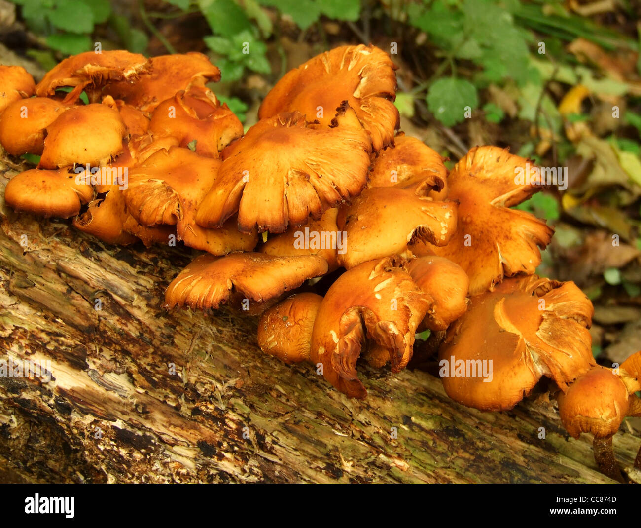 Les champignons en forêt Banque D'Images