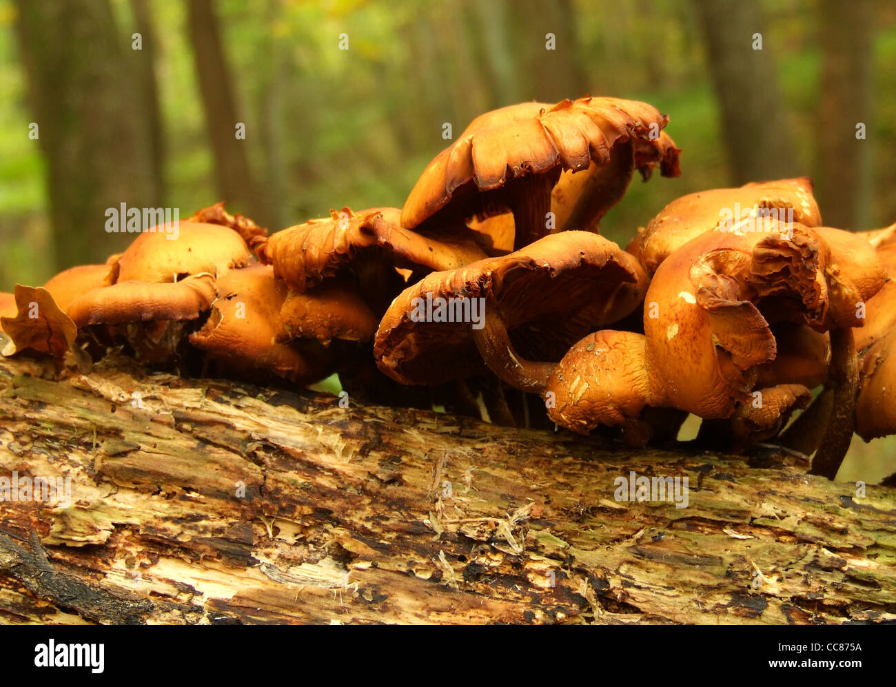 Les champignons sur la branche, la Poméranie, Pologne Banque D'Images