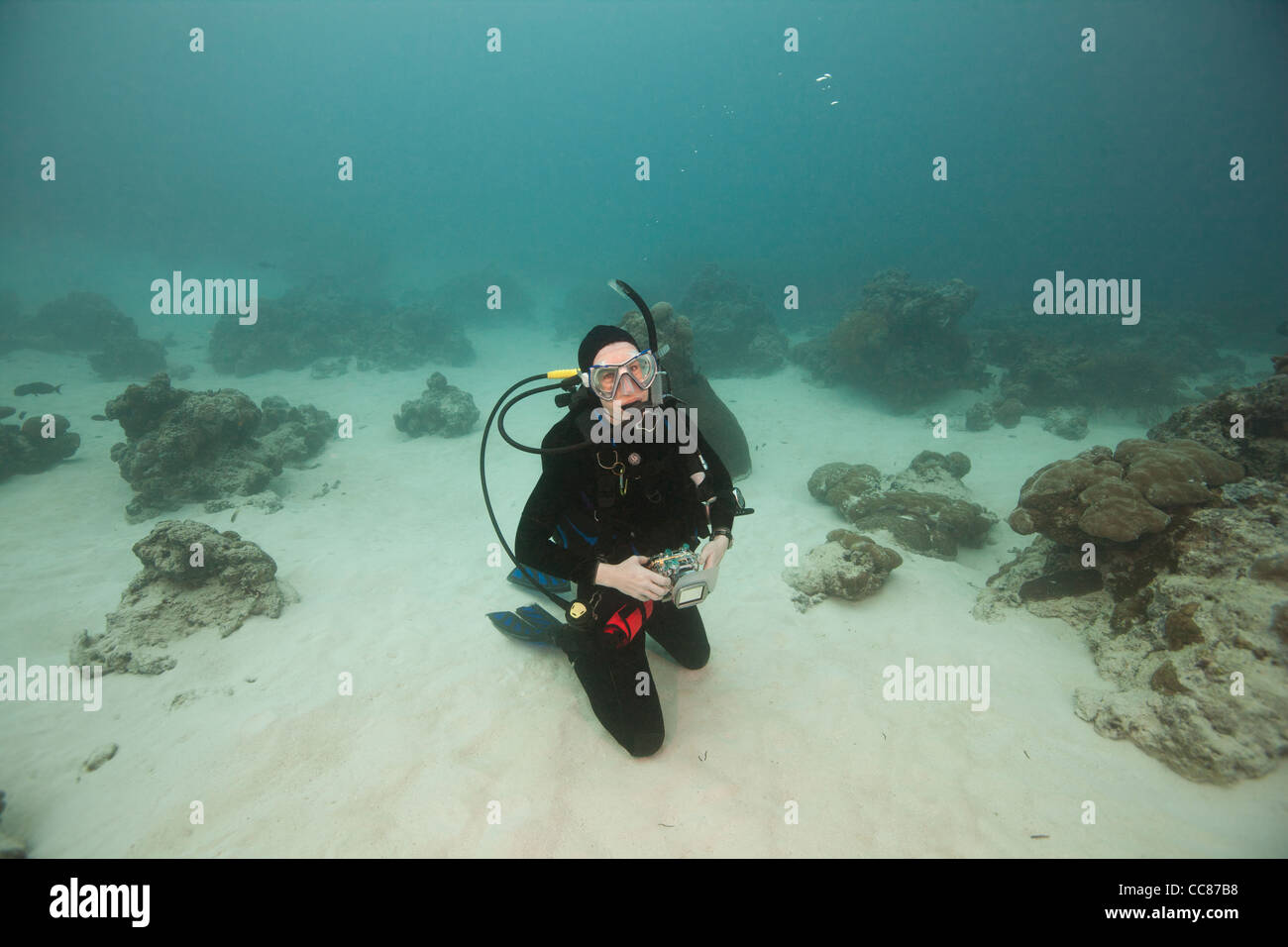 Scuba Diver en attente d'une raie Manta géante (Manta birostris) près de la station de nettoyage des raies manta Banque D'Images