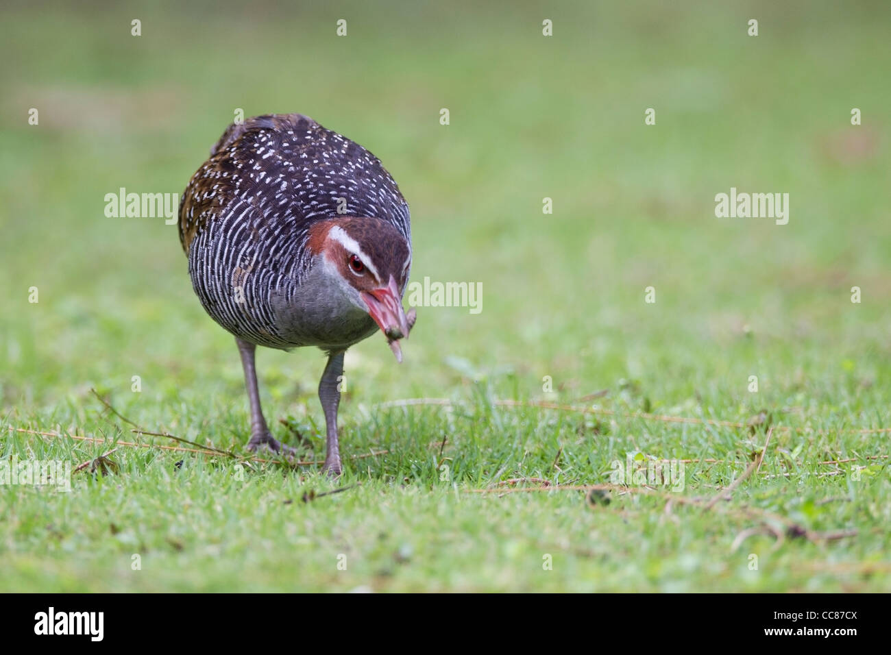 Buff-banded Rail (Gallirallus philippensis pelewensis) de nourriture dans l'herbe sur l'île de Peleliu dans la République des Palaos. Banque D'Images