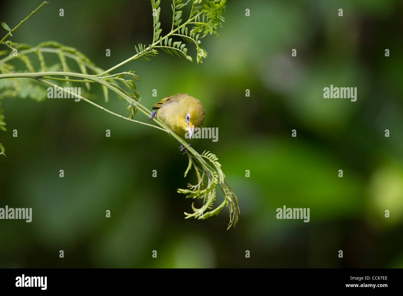 Îles Caroline White-eye (Zosterops semperi semperi), une espèce endémique de la Micronésie Banque D'Images