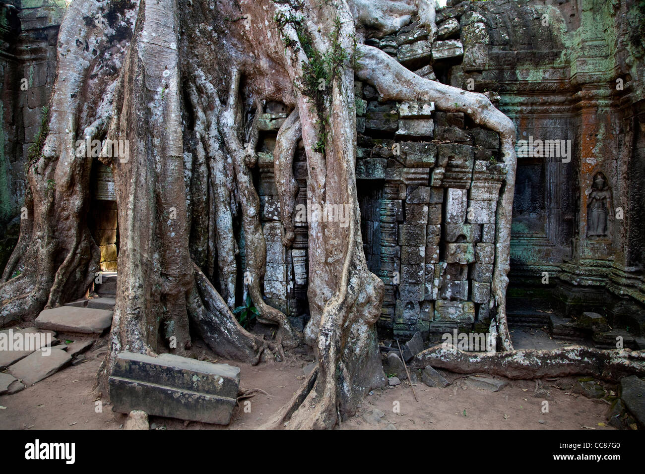 Ta Prohm, ruines et temple non restauré construit en style du Bayon dans jungle, zone d'Angkor, Siem Reap, Cambodge, Asie. Site de l'Unesco Banque D'Images