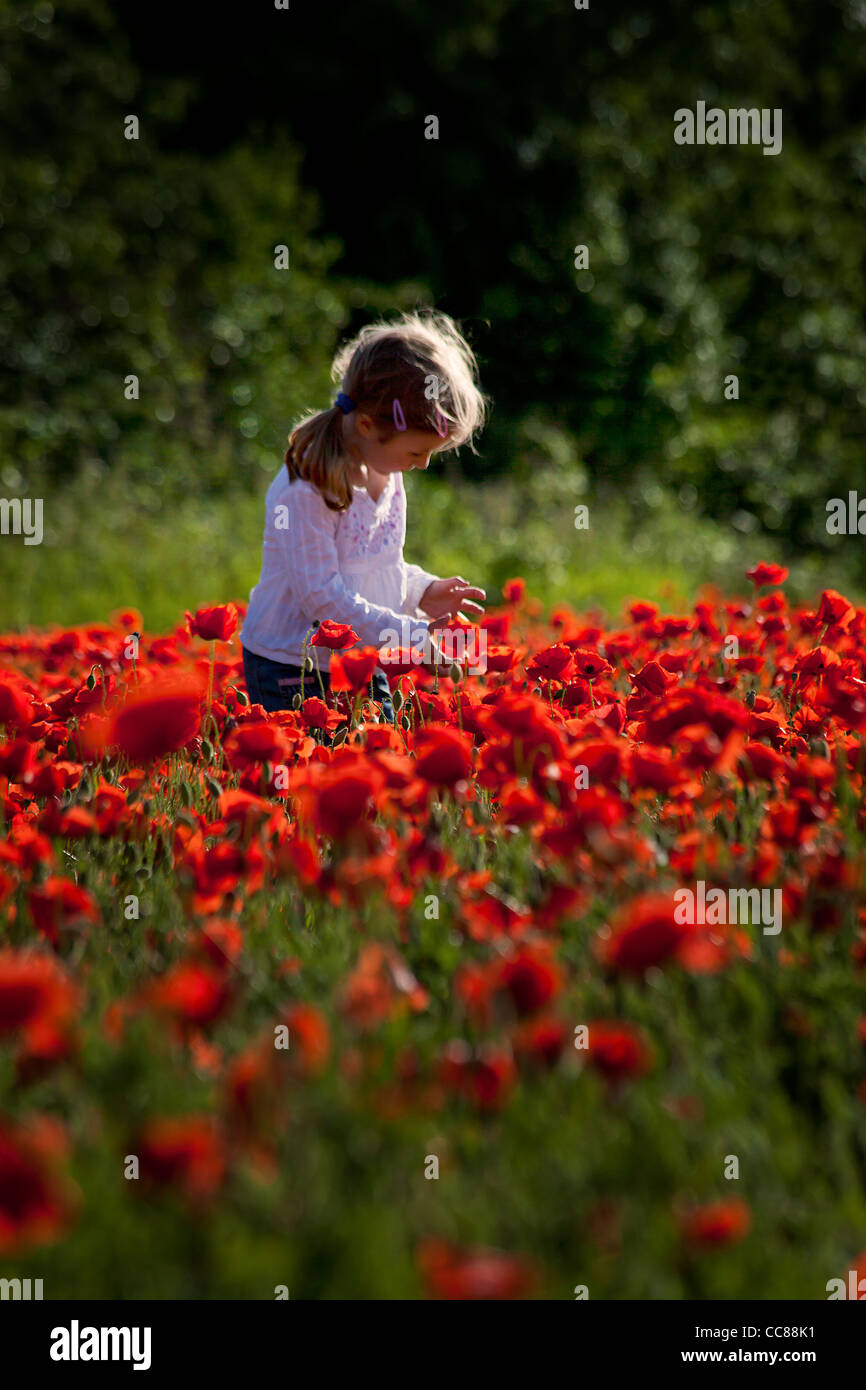 Petite fille mignonne sur un champ de pavot rouge Banque D'Images