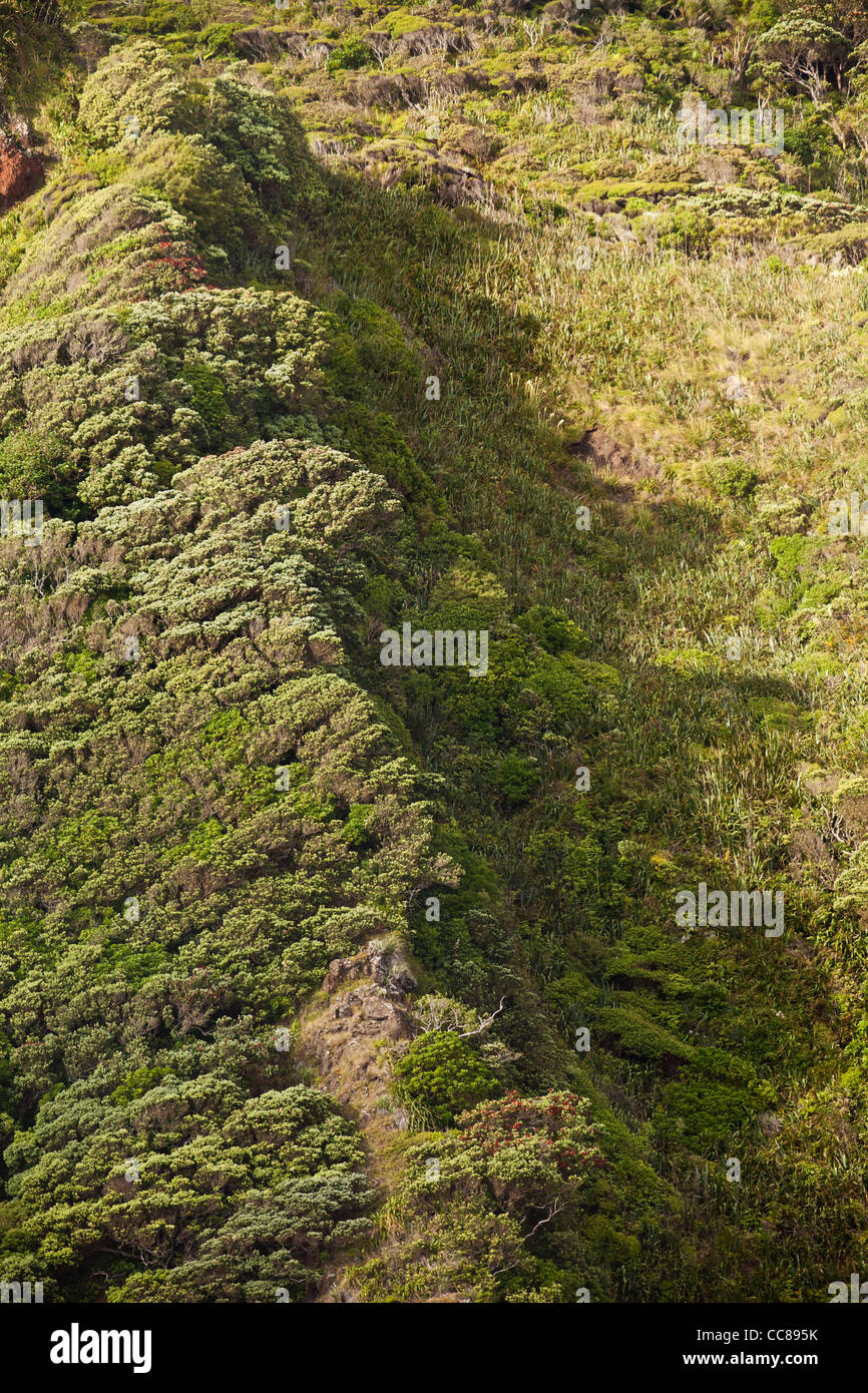 Nouvelle-zélande sauvage forêt de l'arbre de thé et d'une repousse de kauri Waitakere Ranges national park Auckland New Zealand North Island Banque D'Images