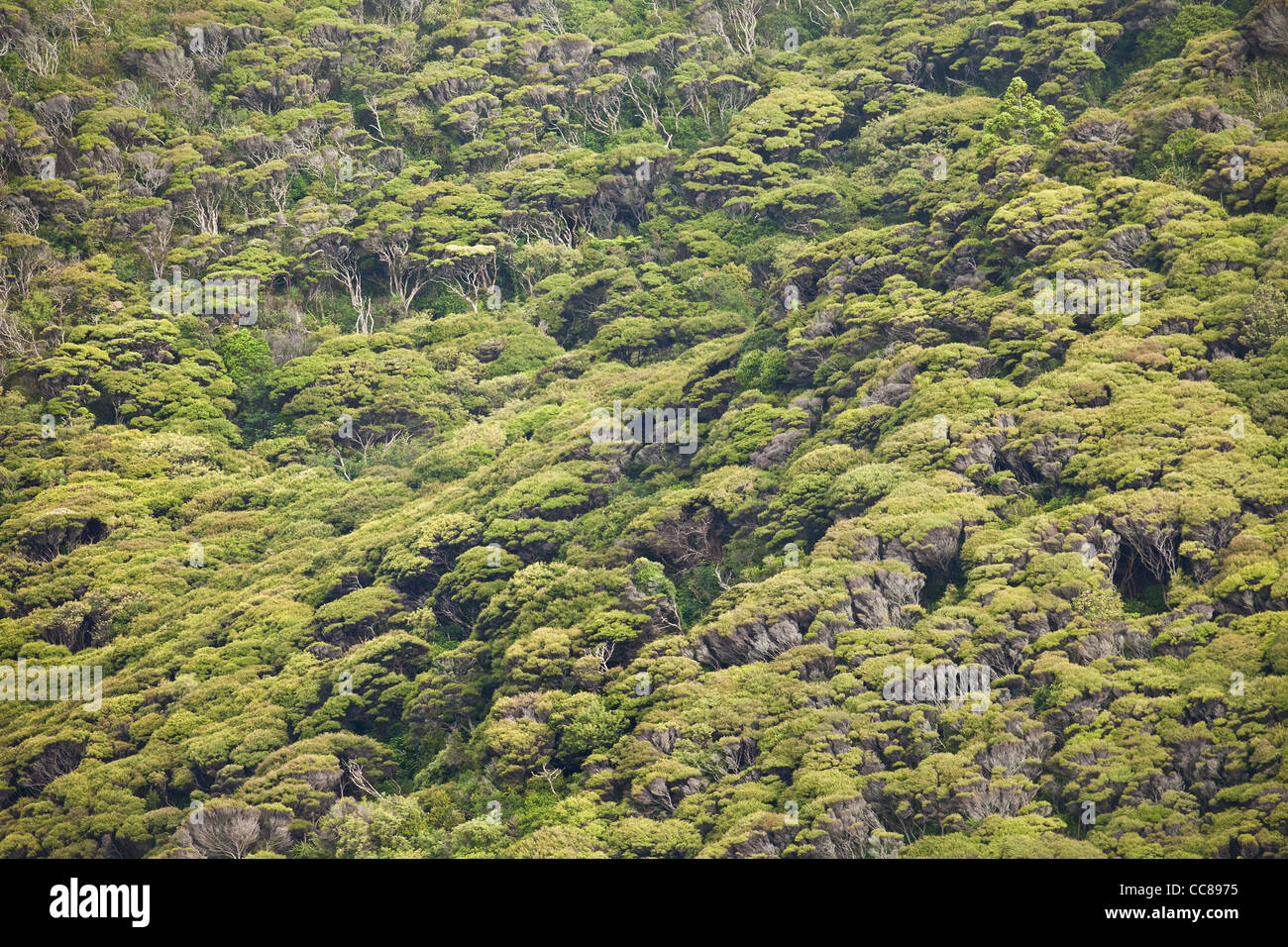 Coteau de forêts indigènes en Nouvelle-Zélande Waitakere Ranges national park Auckland île du nord plage pohutakawa arbres kauri plateau Banque D'Images