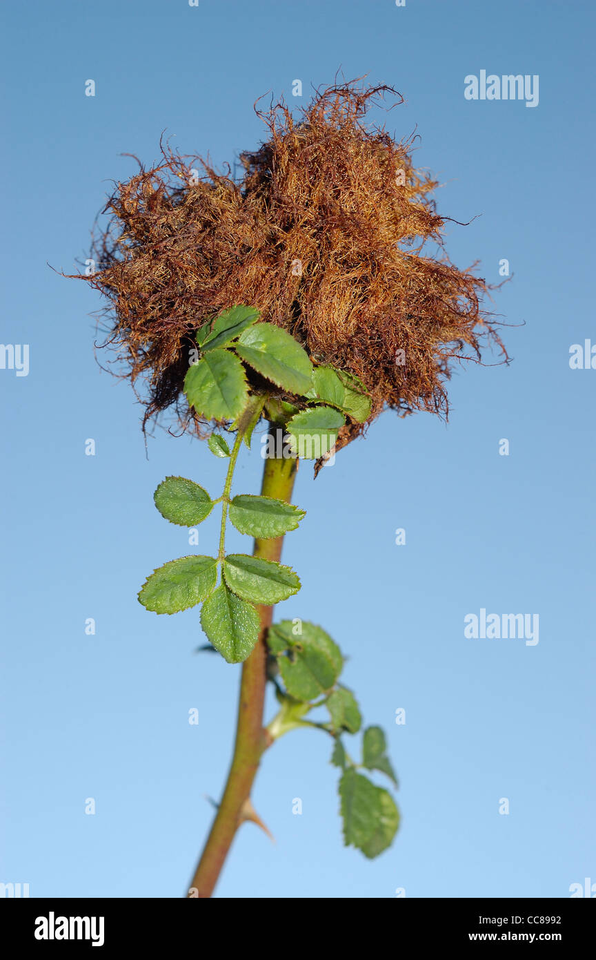 Rose bedeguar galle, Robin's pincushion gall, ou Moss gall produit par la guêpe Diplolepis rosae sur dog rose (rosa canina) Banque D'Images