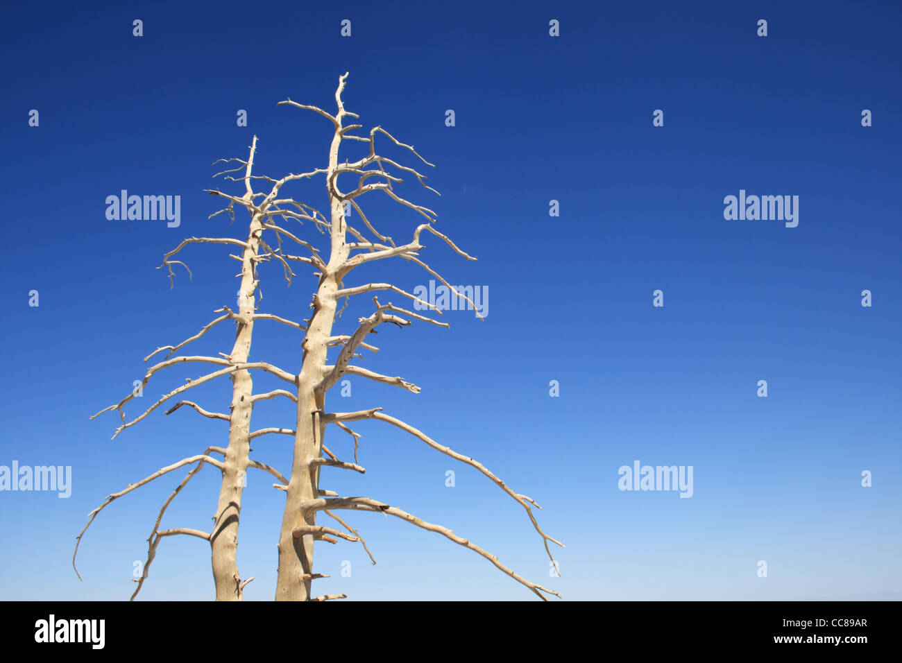 Les branches d'arbres morts blanchie against a blue sky Banque D'Images
