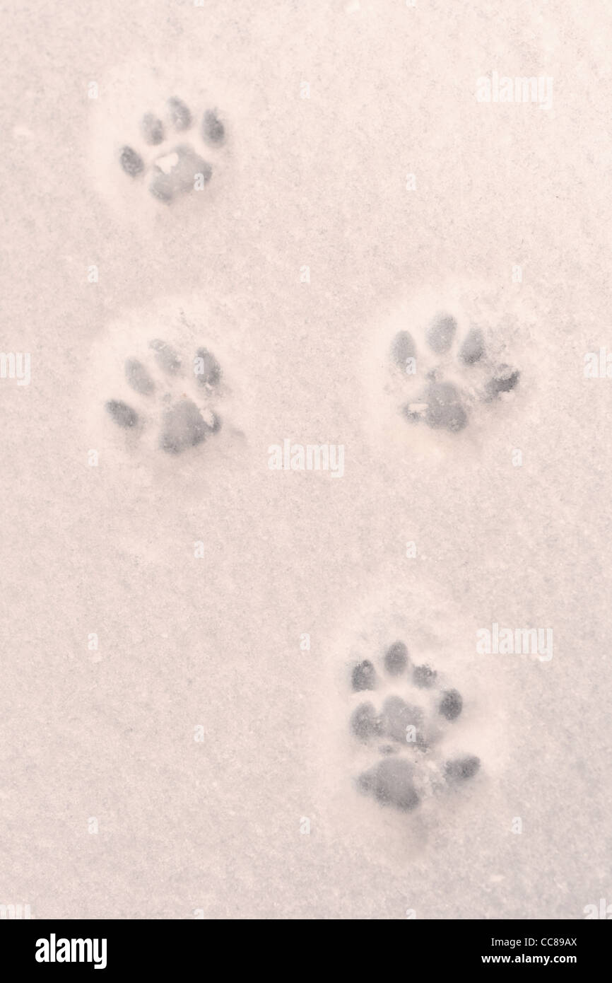 Quatre Empreintes De Chat Dans La Neige Photo Stock Alamy Quatre Empreintes De Chat Dans La Neige Photo Stock Alamy