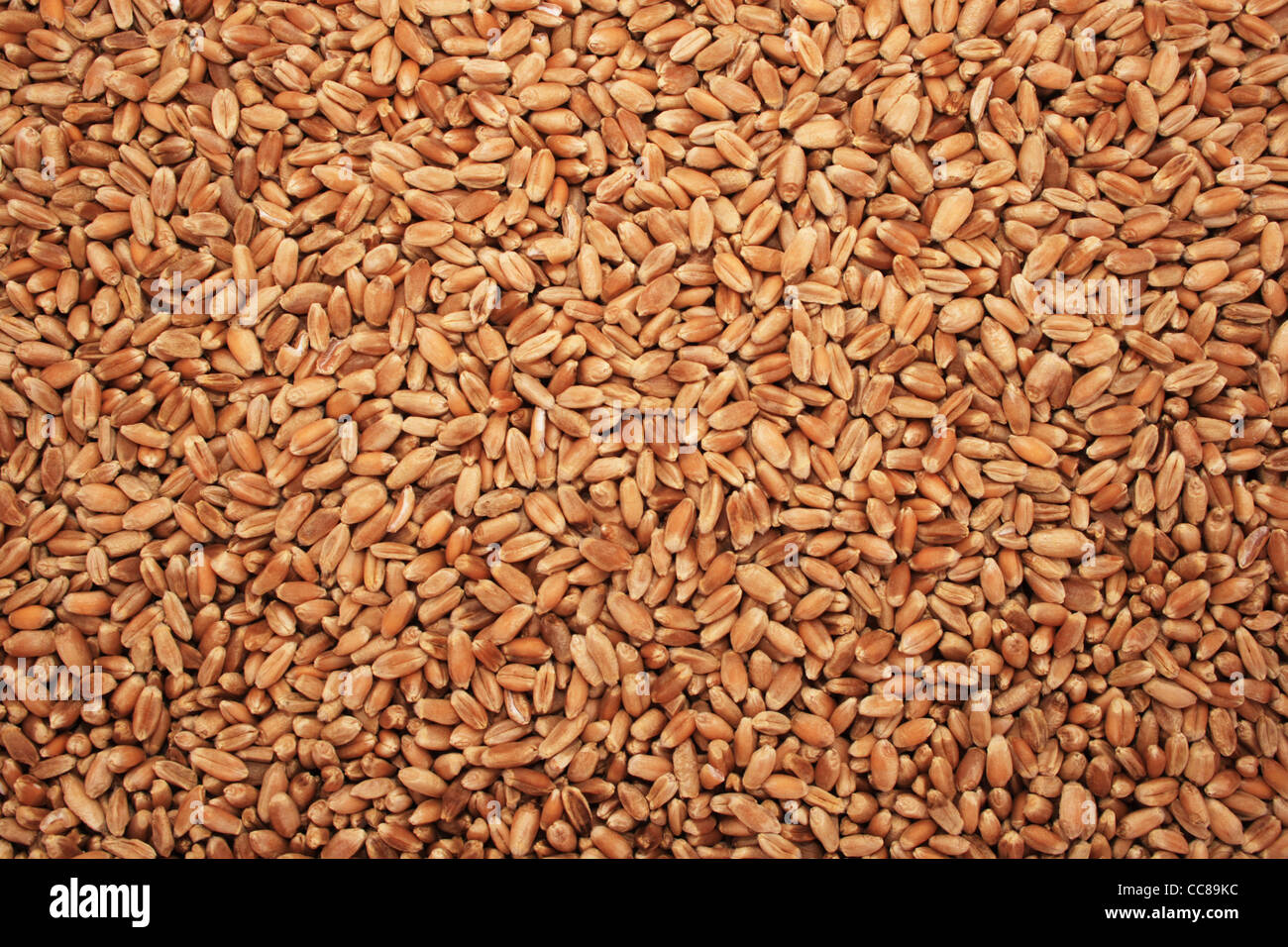 Arrière-plan de blé sec Banque D'Images