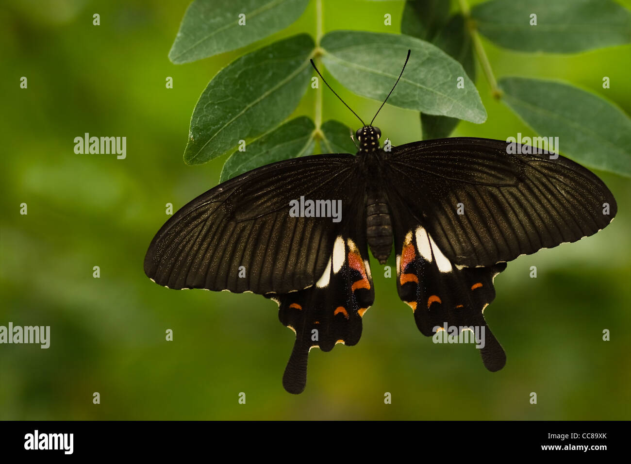 Papillon Grand mormon Papilio memnon ou accroché à branche avec des feuilles vertes Banque D'Images