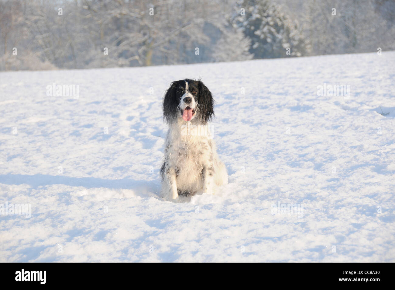 English Springer Spaniel chien dans la neige Banque D'Images