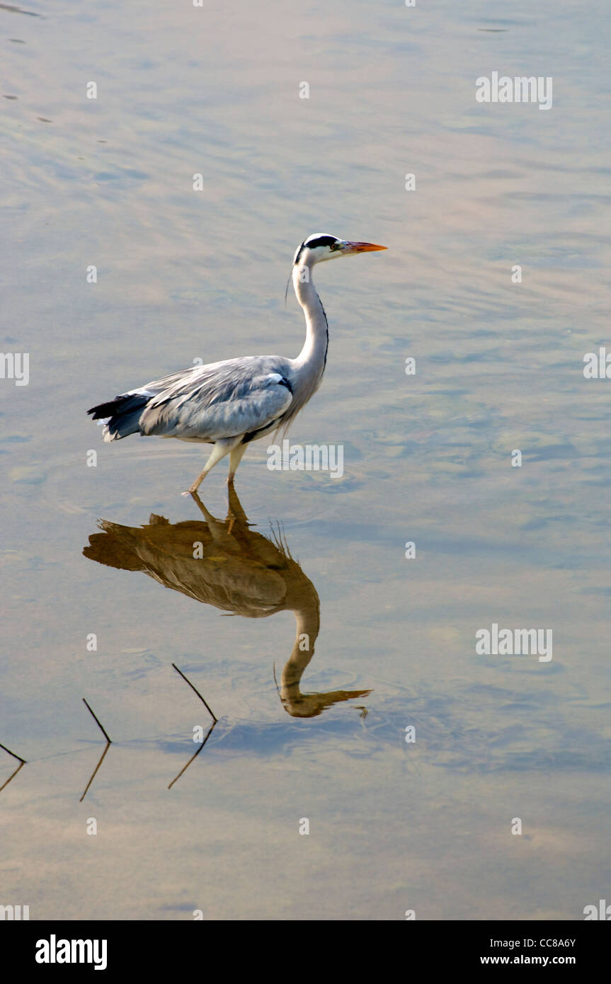 Héron cendré (Ardea cinerea) dans le flux d'une réflexion Banque D'Images