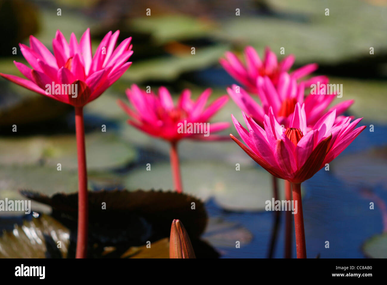 Des fleurs de lotus dans un étang du parc historique de Sukhothai, Thaïlande. Banque D'Images