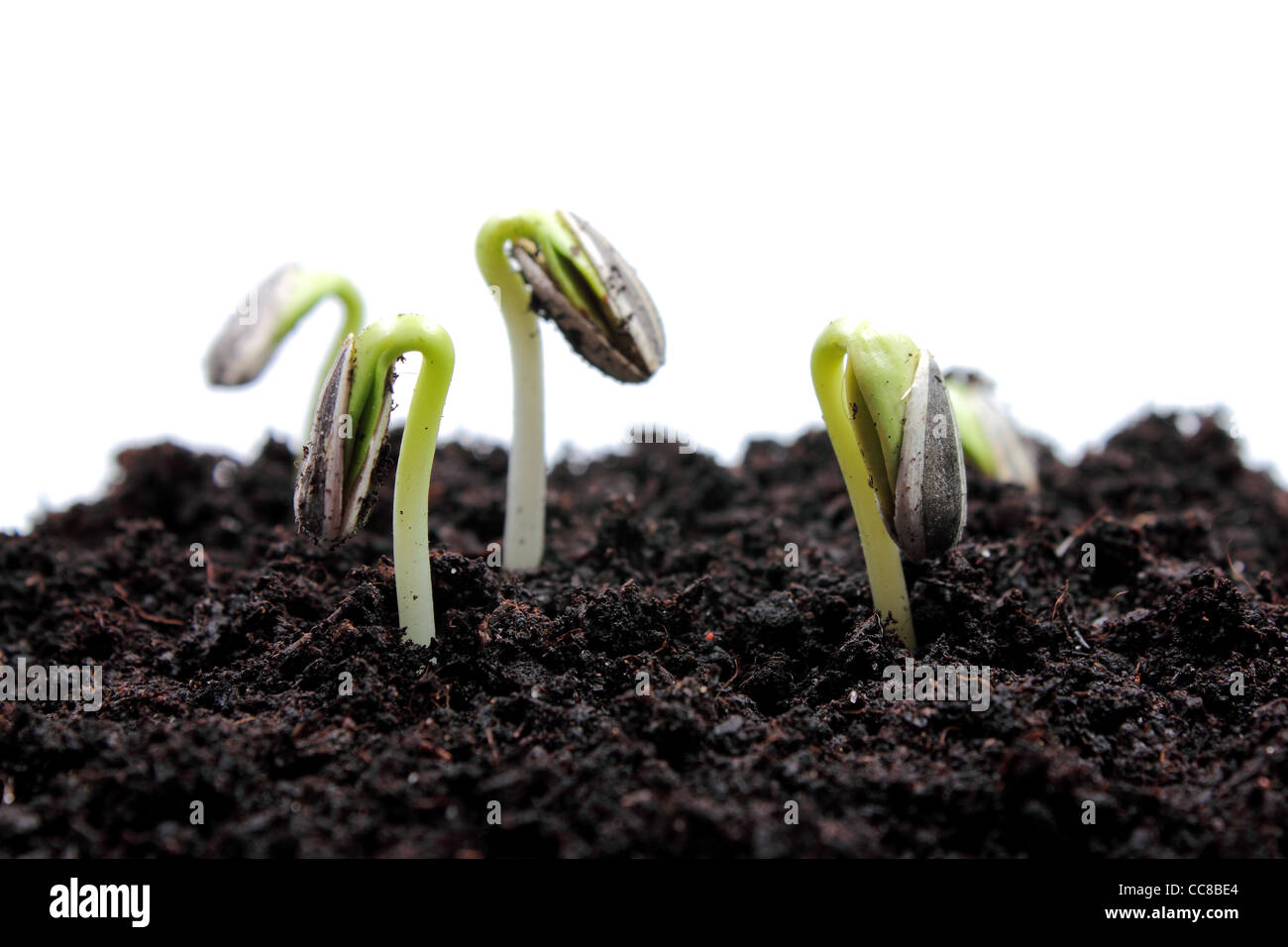 Germination des graines de tournesol Banque de photographies et d